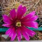 Preview: Echinocereus relictus / albispinus